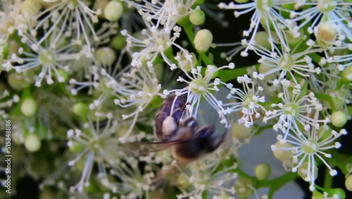Honey bee on flowers. A bee in garden. A bee collects nectar from flowers