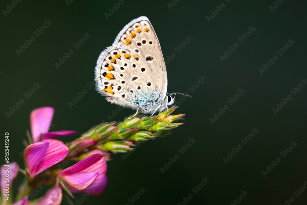 Obraz premium Macro shots, Beautiful nature scene. Closeup beautiful butterfly sitting on the flower in a summer garden.