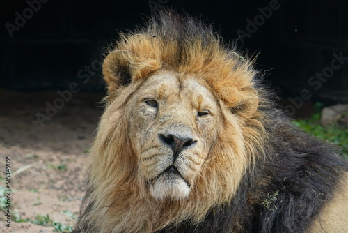 Asiatic lion photo