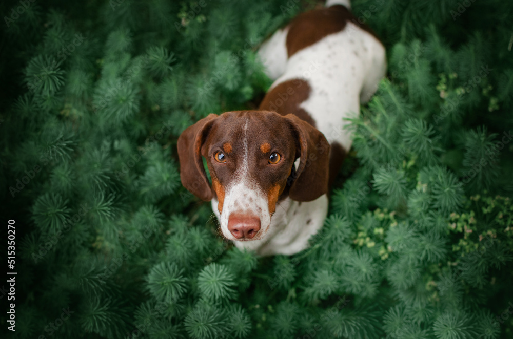 dachshund dog cute portrait in the forest beautiful pet photo