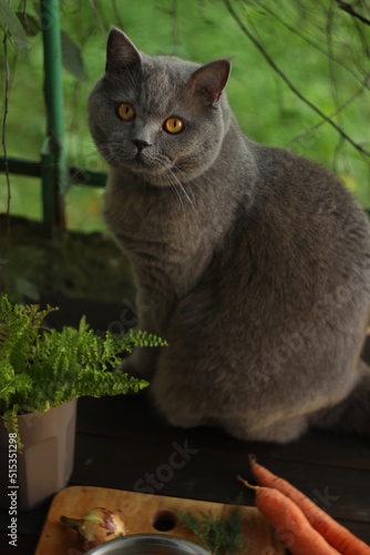 British cat in the garden