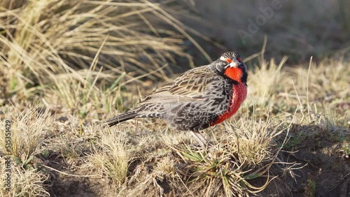 A long-tailed meadowlark, leistes loyca with sunset light in a meadow. Slow motion. photo