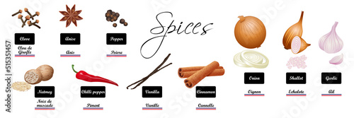 Collection réaliste d’épices et de condiments - Plantes culinaires: clou de girofle, anis, poivre, noix de muscade, piment, vanille, cannelle, oignon, échalote, ail - texte français, anglais.