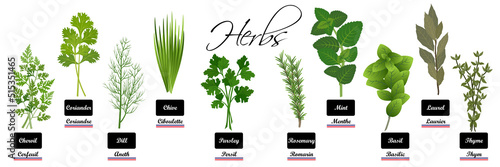 Collection réaliste d’herbes aromatiques - Plantes culinaires ou médicinales: 
cerfeuil, coriandre, aneth, ciboulette, persil, romarin, menthe, basilic, laurier, thym - texte français, anglais. photo