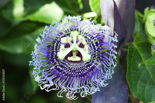 Φωτογραφία Passion Flower or passiflora - Passiflora caerulea in tropical garden close up