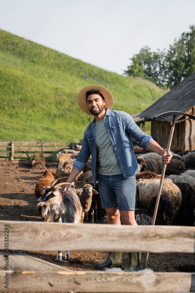 cheerful bearded farmer with rakes looking at camera near herd in corral. cheerful bearded farmer with rakes looking at camera near herd in corral.