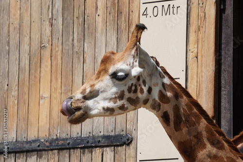 Rothschild's giraffe photo