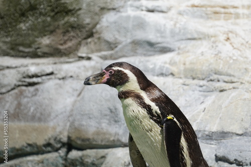 Humboldt Penguin