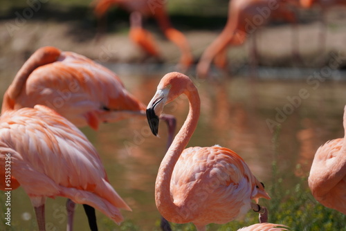 American flamingo