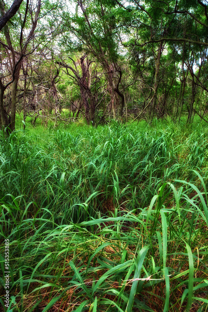 Larges trees growing in a lush green jungle in Hawaii, USA. Forest landscape with ecological details on a field or in a rain forest. Vibrant grass growing in in a tropical moist rainforest in summer Larges trees growing in a lush green jungle in Hawaii, USA. Forest landscape with ecological details on a field or in a rain forest. Vibrant grass growing in in a tropical moist rainforest in summer