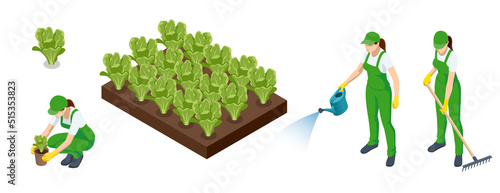 Isometric Agricultural cultivation of organic salad vegetables on the farm or in the field. Farmers grow organic salad vegetables and harvest. Female farmers.