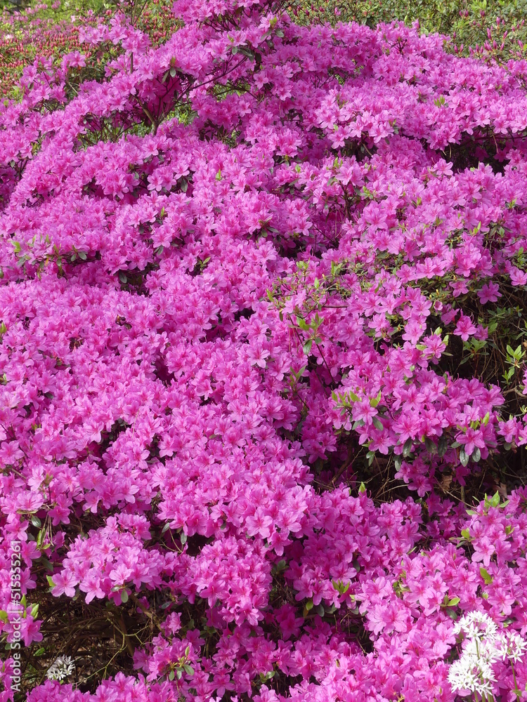 Obraz premium pink flowers