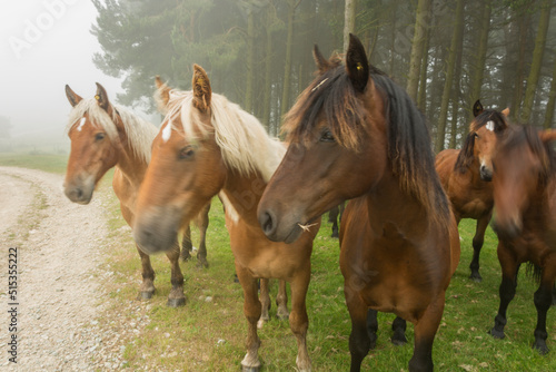 horses in the mist  Asturias 