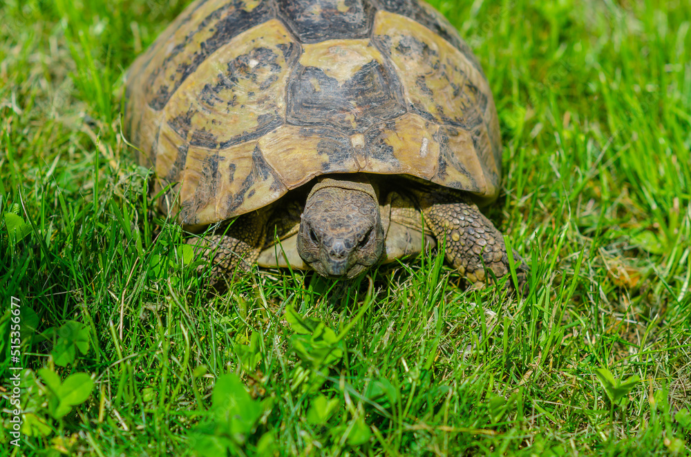 Turtle in the grass. Terrestrial spotted brown turtle among green plants in the garden. Turtle in the grass. Terrestrial spotted brown turtle among green plants in the garden.
