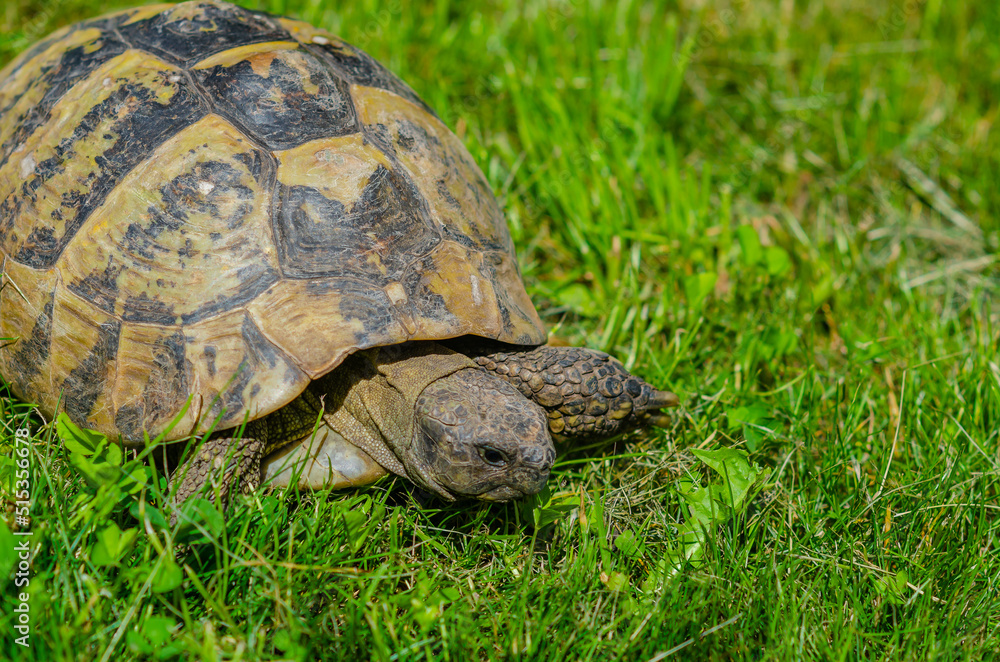 Sunlit turtle in the garden sitting on the green grass. A land turtle. Close-up. Sunlit turtle in the garden sitting on the green grass. A land turtle. Close-up.