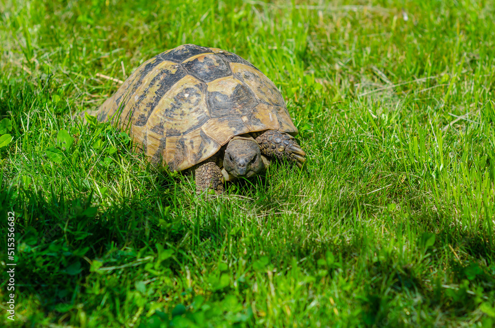 The sunlit tortoise slowly moves its paws on the green grass. Bright summer landscape. The sunlit tortoise slowly moves its paws on the green grass. Bright summer landscape.
