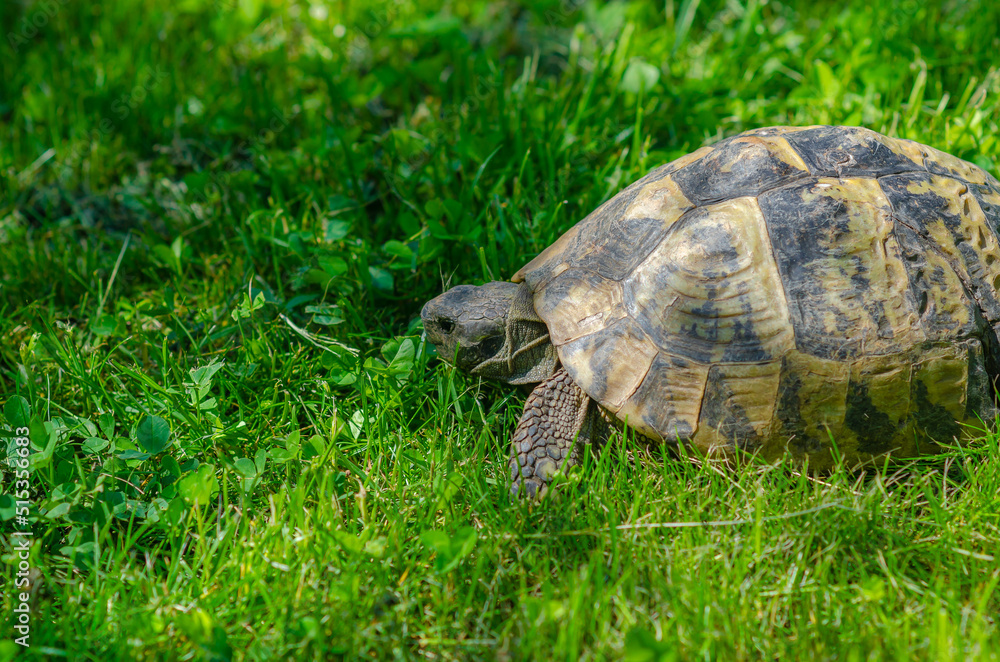 Turtle in the grass. Terrestrial spotted brown turtle among green plants in the garden. Turtle in the grass. Terrestrial spotted brown turtle among green plants in the garden.