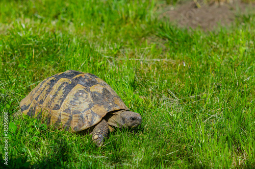 Spotted turtle in the garden sitting on the green grass. A land turtle. photo