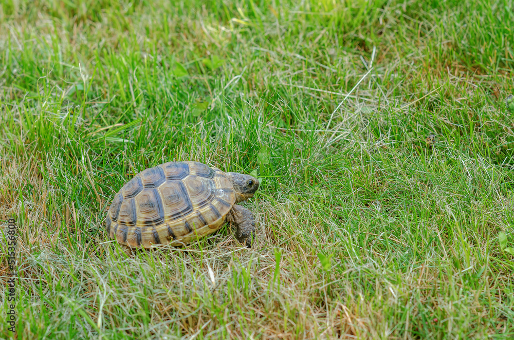 Obraz premium Land small turtle among the mown dry grass. Turtle in nature.