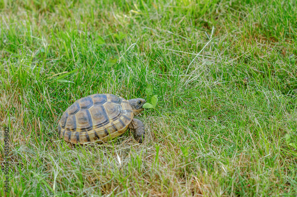 Greek tortoise eats a green leaf. Land small turtle among the mown dry grass. Turtle in nature.