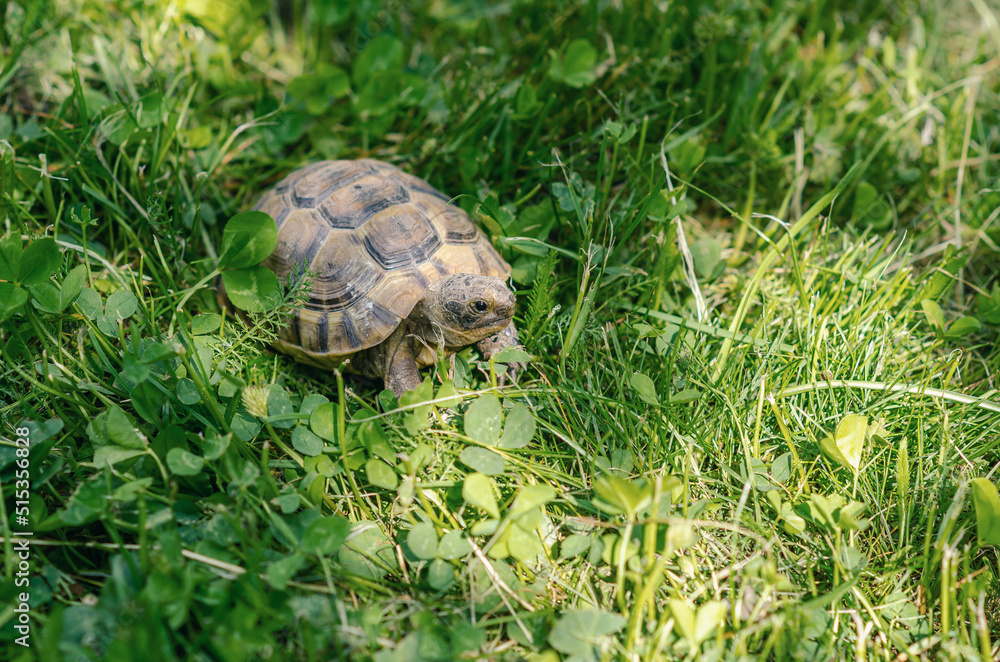 Sunlit turtle in the garden sitting on the green grass. A land turtle. Sunlit turtle in the garden sitting on the green grass. A land turtle.