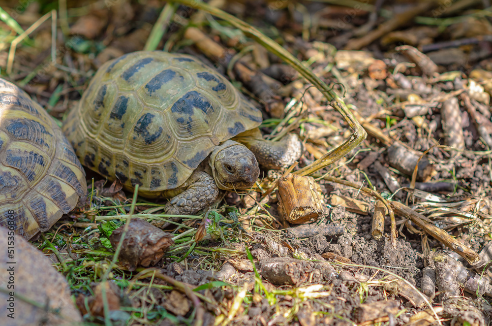 Greek turtles in an aviary. Enclosed natural environment for domestic turtles. Breeding turtles. Greek turtles in an aviary. Enclosed natural environment for domestic turtles. Breeding turtles.