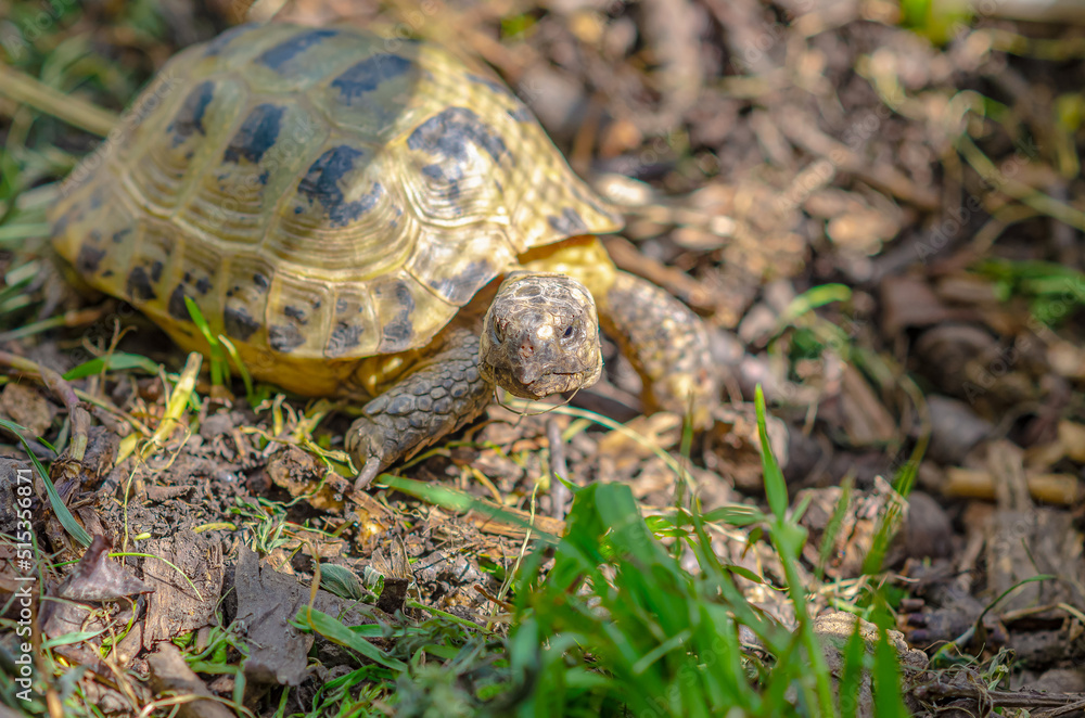 Greek turtles in an aviary. Enclosed natural environment for domestic turtles. Breeding turtles. Greek turtles in an aviary. Enclosed natural environment for domestic turtles. Breeding turtles.