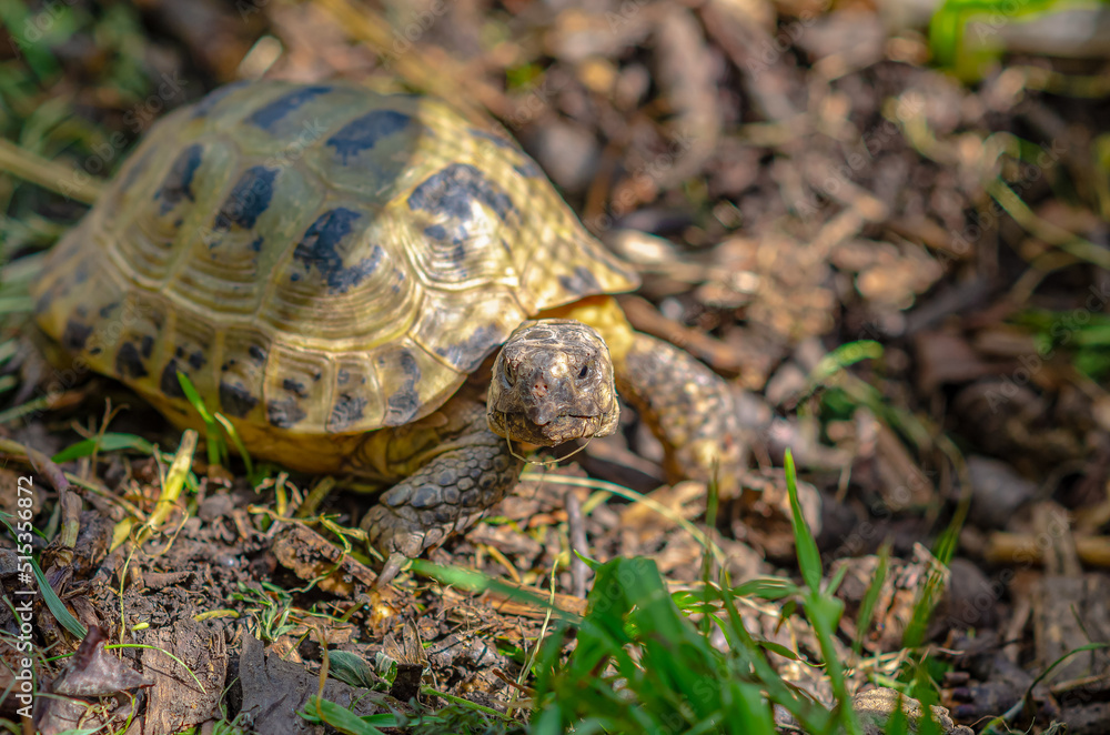 Greek turtles in an aviary. Enclosed natural environment for domestic turtles. Breeding turtles. Greek turtles in an aviary. Enclosed natural environment for domestic turtles. Breeding turtles.