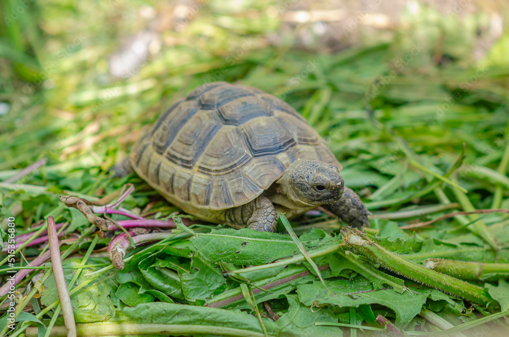 Front view of a turtle among green plants. Nutrition of turtles. Front view of a turtle among green plants. Nutrition of turtles.