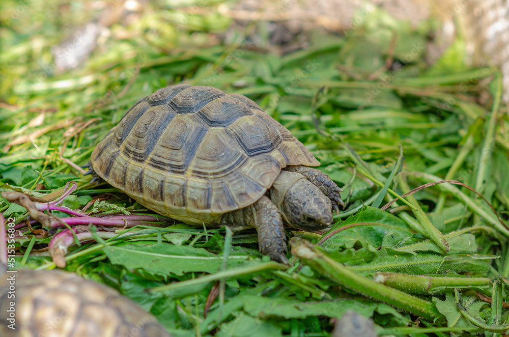 Photo of a cute turtle sitting in an aviary. The Greek tortoise stuck its front paws out of its shell and ate the leaf. Photo of a cute turtle sitting in an aviary. The Greek tortoise stuck its front paws out of its shell and ate the leaf.