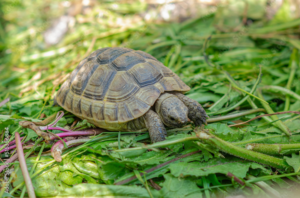 Front view of a turtle among green plants. Nutrition of turtles. Front view of a turtle among green plants. Nutrition of turtles.