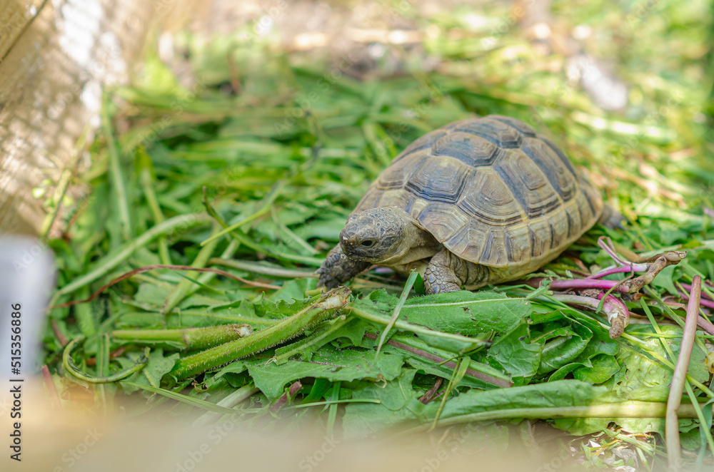 Greek turtles in an aviary. Enclosed natural environment for domestic turtles. Breeding turtles. Greek turtles in an aviary. Enclosed natural environment for domestic turtles. Breeding turtles.