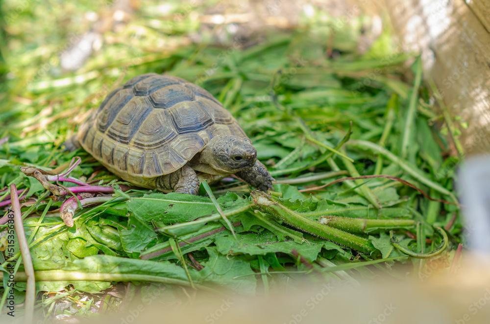 Greek turtles in an aviary. Enclosed natural environment for domestic turtles. Breeding turtles. Greek turtles in an aviary. Enclosed natural environment for domestic turtles. Breeding turtles.
