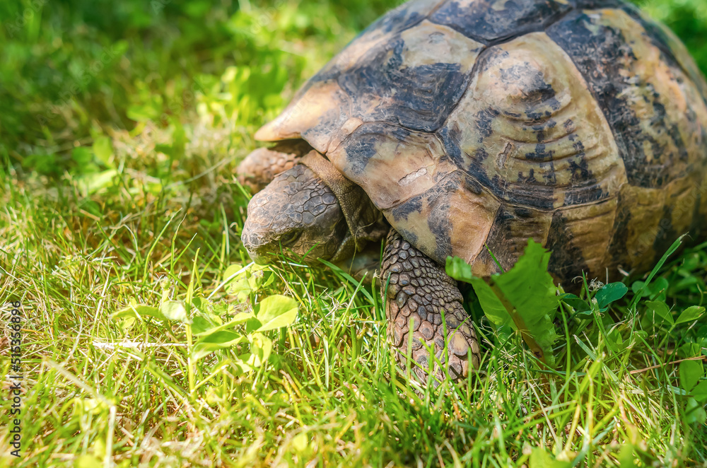 Spotted brown tortoise shell close up. Turtles in the park. Summer bright landscape. Spotted brown tortoise shell close up. Turtles in the park. Summer bright landscape.