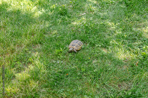 Turtle in the grass. Terrestrial spotted brown turtle among green plants in the garden.