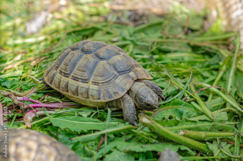 Photo of a cute turtle sitting in an aviary. The Greek tortoise stuck its front paws out of its shell and ate the leaf.
