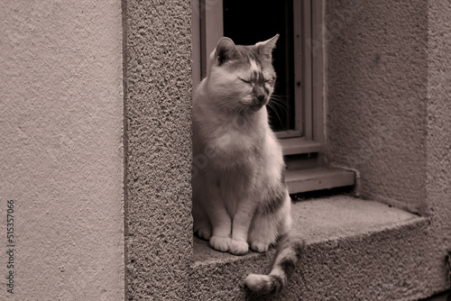 Chat assis à la fenêtre . © Richard