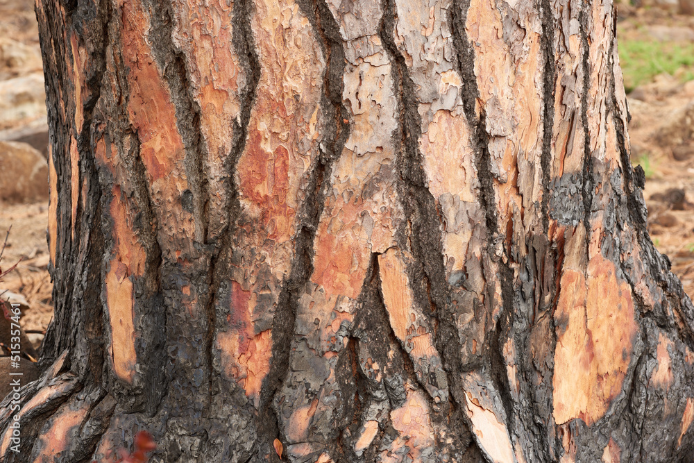 Closeup of burnt tree on a mountain. Zoom in on texture and patterns of a burned stump after a wildfire in the forest. Devastating fired causing damage in nature, environment damage on scorched tree Closeup of burnt tree on a mountain. Zoom in on texture and patterns of a burned stump after a wildfire in the forest. Devastating fired causing damage in nature, environment damage on scorched tree