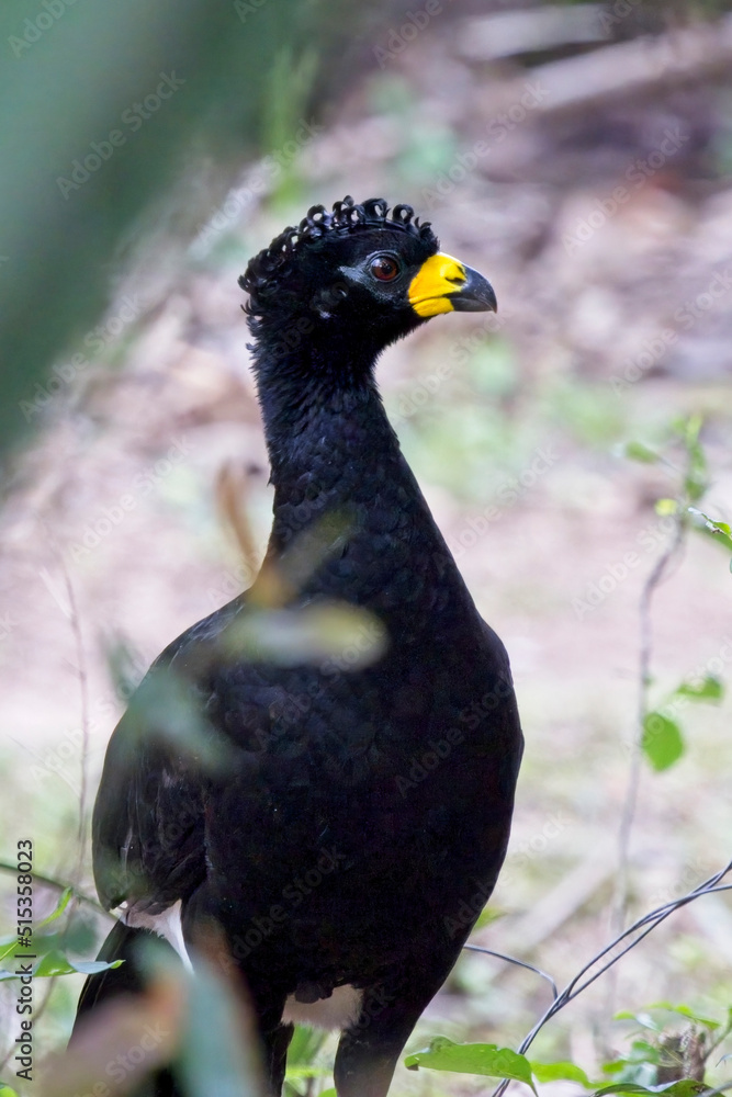 Bare-faced Curassow (Crax fasciolata), portrait of a male, Pouso Alegre, Mato Grosso, Brazil. Bare-faced Curassow (Crax fasciolata), portrait of a male, Pouso Alegre, Mato Grosso, Brazil.