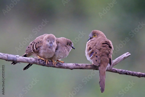 Long-tailed Ground Dove (Uropelia campestris), three perched on a branch, Pouso Alegre, Mato Grosso, Brazil. photo
