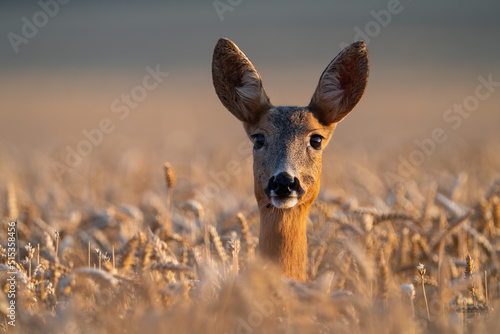 Roe deer, capreolus capreolus, doe peeking from wheat on a field in summer Fototapet