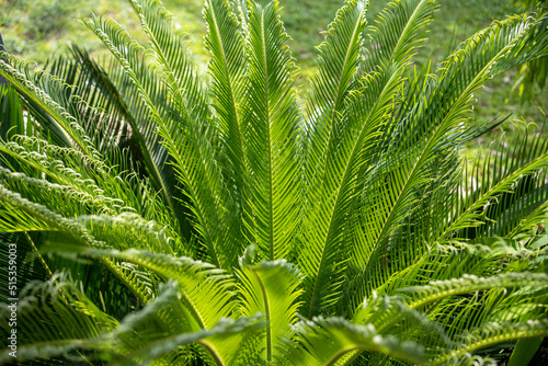 Ancient Cycad plant or Sago Palm Green Leaves background  Cycad Green Leaves tropical green leaf tree for background.