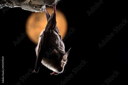 Bat