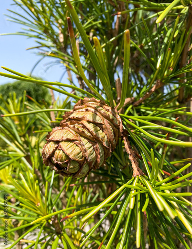 Rare endangered plant - Sciadopitys verticillata - Umbrella Pine with cone.