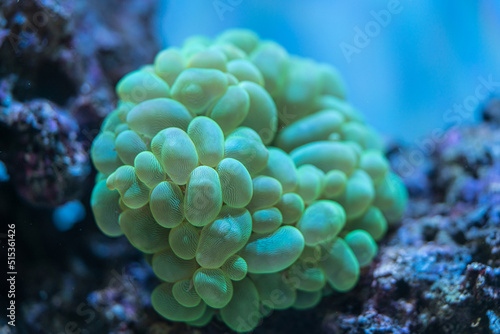 marine aquarium, Plerogyra sinuosa photo