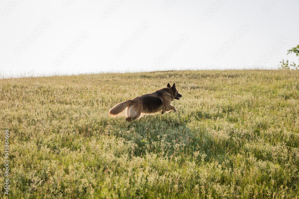 cattle dog running on grassy meadow in countryside.