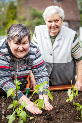 senior mother and her mentally handicapped daughter planting young bell pepper seedlings