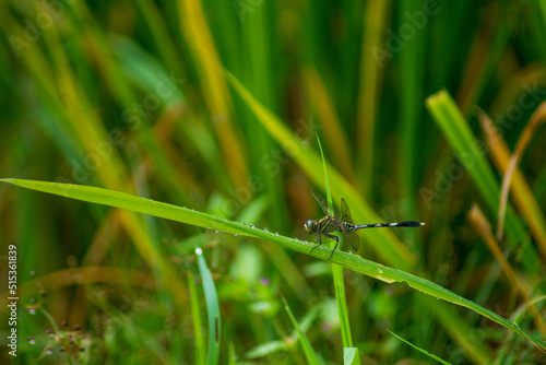 dragonfly on a green rice branch in the morning