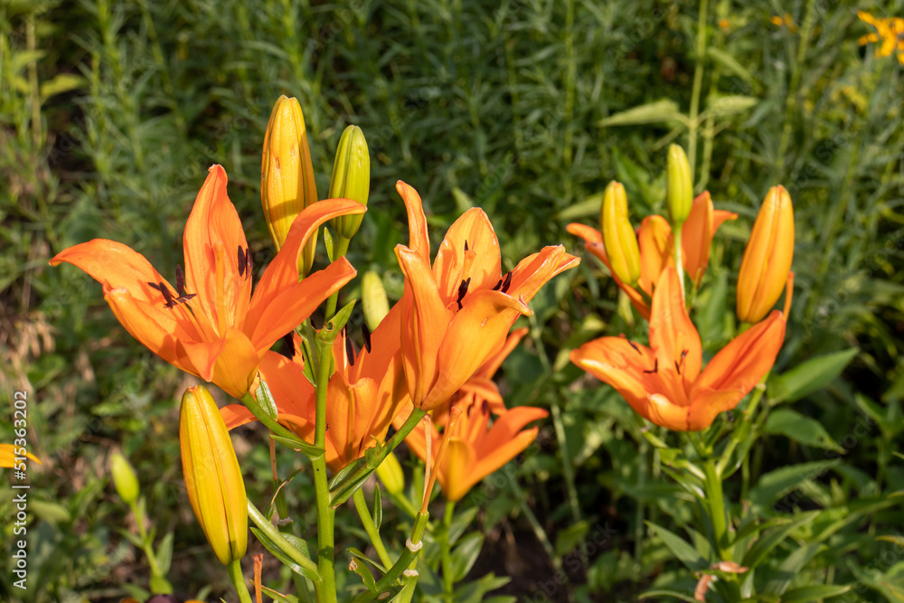 Orange lily in the summer garden. Close-up of lily flowers. Natural floral background. Orange lily in the summer garden. Close-up of lily flowers. Natural floral background.