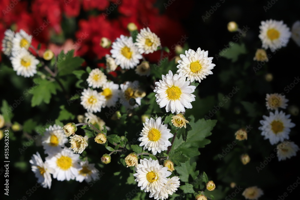 日本の秋の庭に咲く白いスプレーギクの花